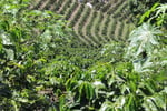 senseo sustainability honduras coffee landscape