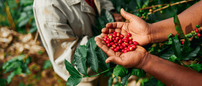 senseo sustainability environment