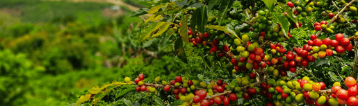 senseo rainforest alliance banner desktop